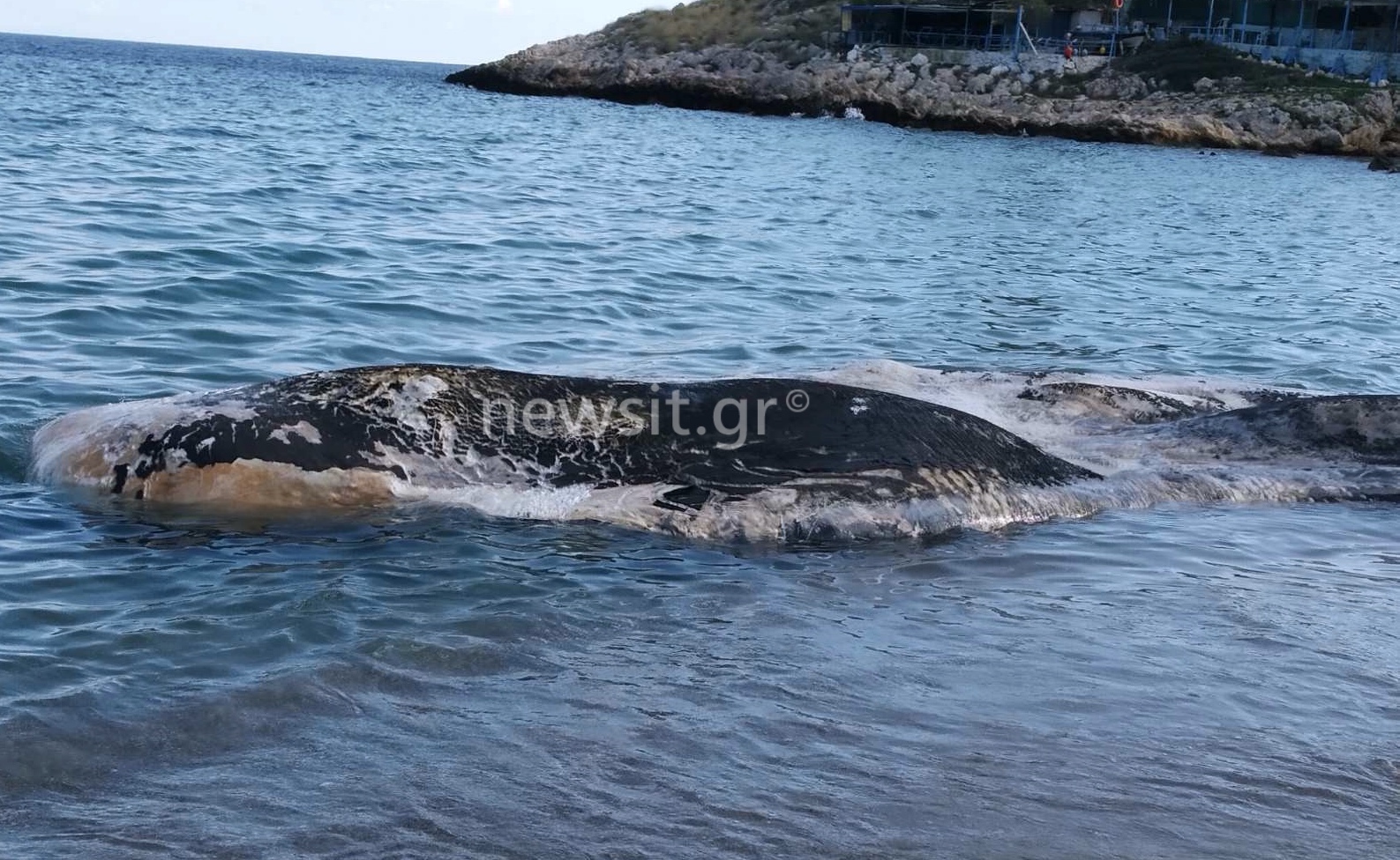 Κερατέα: Μικροί και μεγάλοι πάγωσαν με αυτό που είδαν στην παραλία! Θαλάσσιο κήτος ξεβράστηκε στην Κακιά Θάλασσα