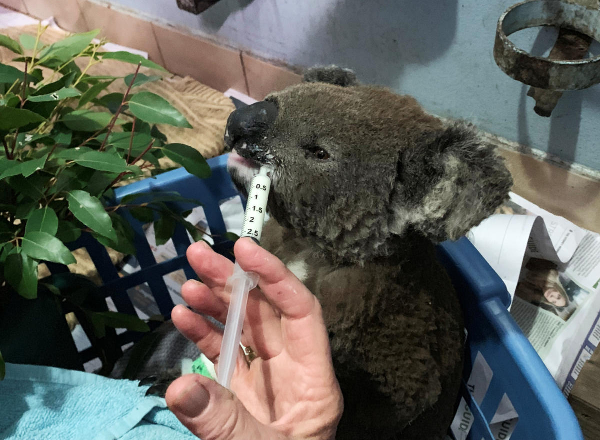 Δεν τα κατάφερε ο Λιούις το κοάλα που είχε τραυματισθεί στις πυρκαγιές της Αυστραλίας