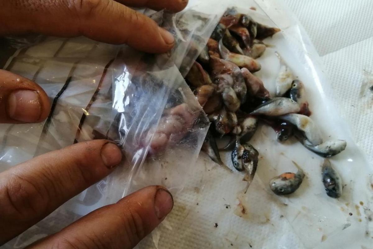 Κρήτη: Άναυδος! Καθάριζε ψάρι και βρήκε μέσα… δεκάδες λαγοκέφαλους! pics