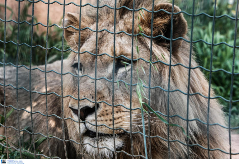 Χαλκιδική: Με κατοικίδιο ένα λιοντάρι – Πήρε ειδική άδεια και το κράτησε κοντά στο σπίτι του – video