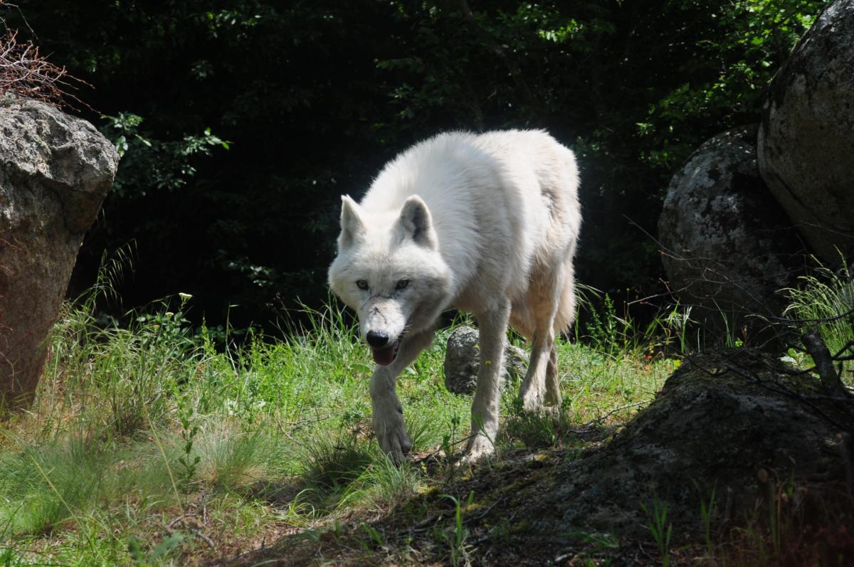 Κοζάνη: Κυνηγόσκυλο κατασπαράχτηκε από αγέλη λύκων!