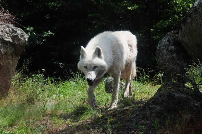 Κυνηγόσκυλο κατασπαράχτηκε από αγέλη λύκων λίγα μέτρα μακριά από τον κυνηγό!