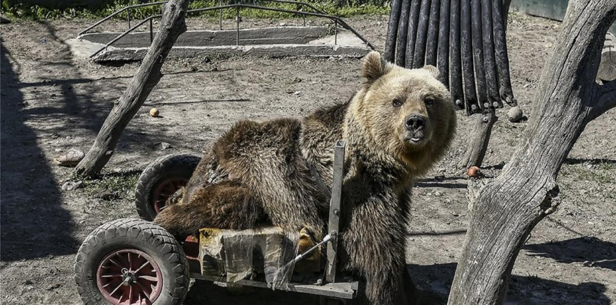 Θλίψη! Πέθανε ο Ούσκο, η πρώτη αρκούδα σε αναπηρικό αμαξίδιο [video]