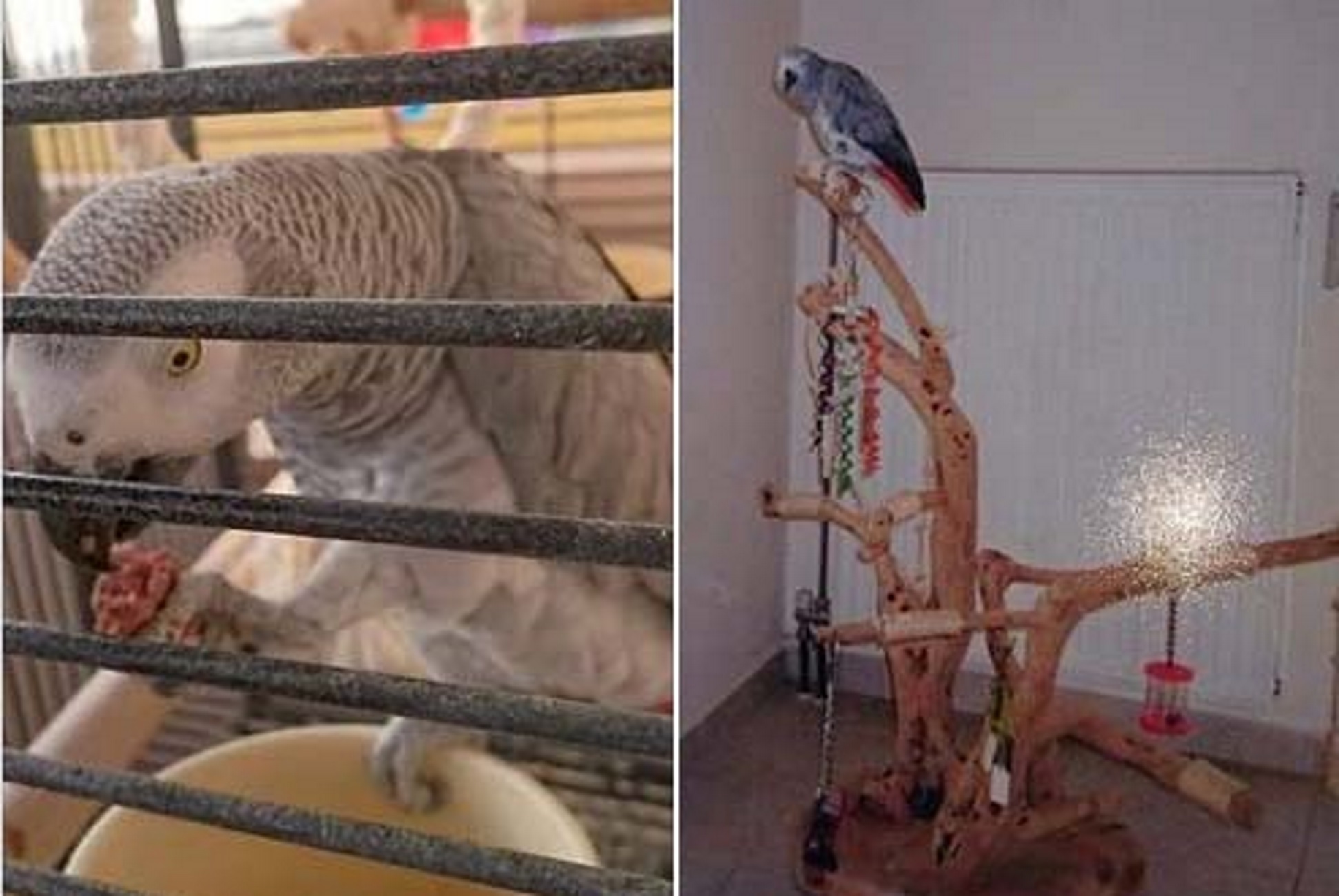 Κρήτη: Αμοιβή 700 ευρώ σε όποιον βοηθήσει να βρεθεί αυτός ο αφρικανικός παπαγάλος [pics]
