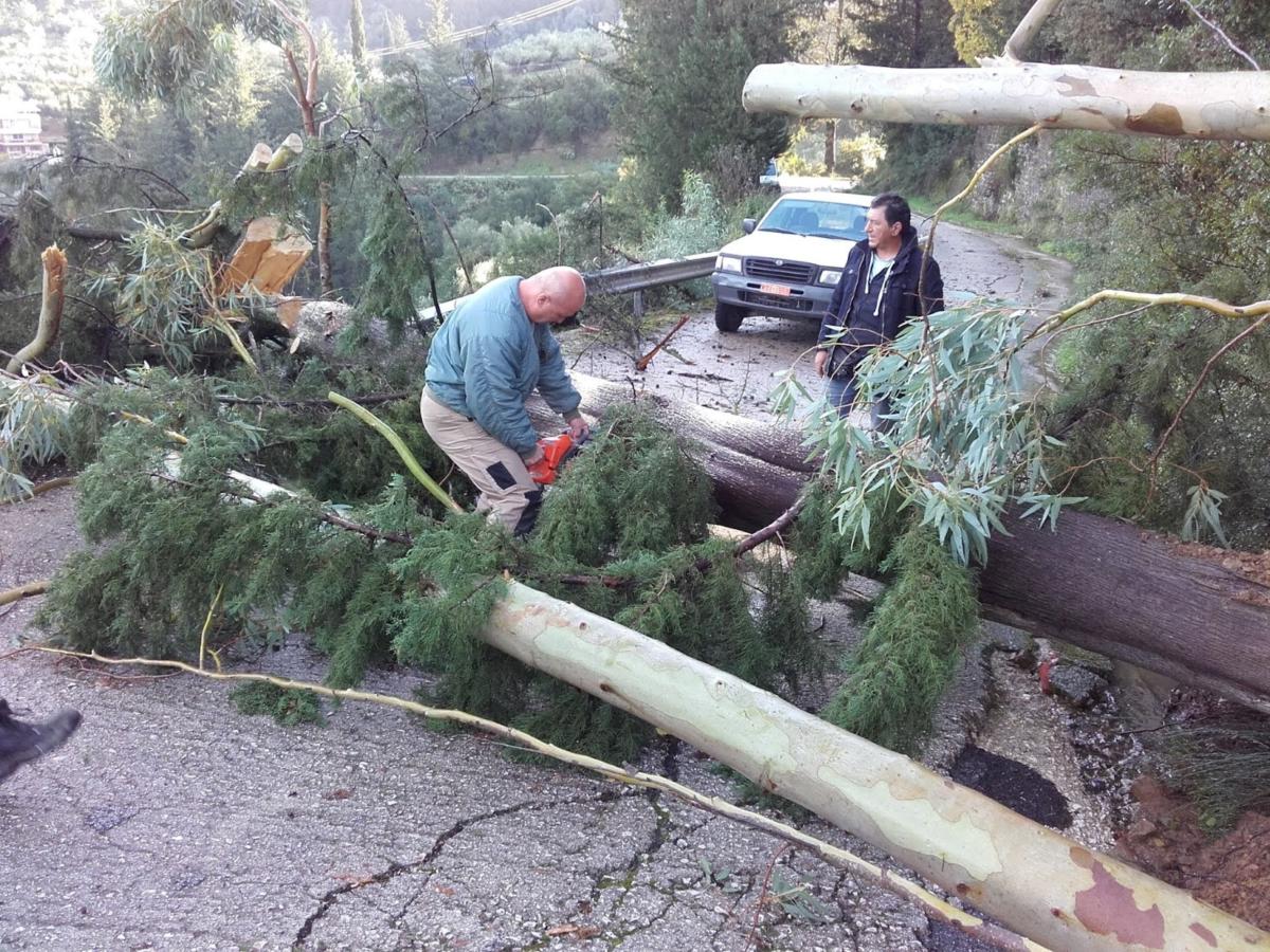 Άρτα: Πτώσεις δέντρων, κλειστοί δρόμοι και προβλήματα από το πέρασμα της νυχτερινής κακοκαιρίας [pics]