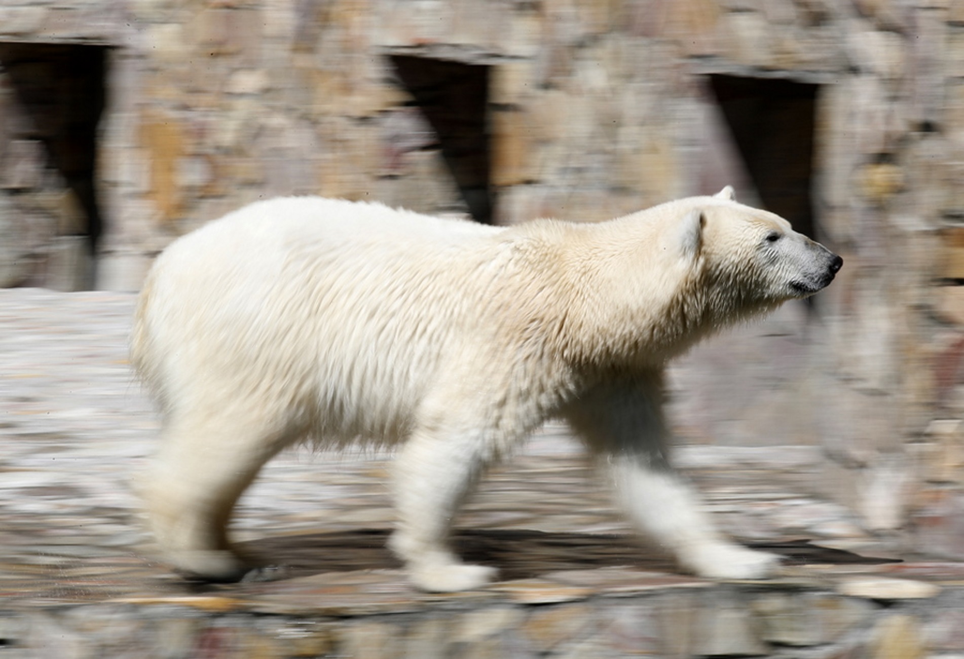 Ρωσία: Πολικές αρκούδες εισέβαλαν σε οικισμό! Εκκένωση προτείνουν οι επιστήμονες