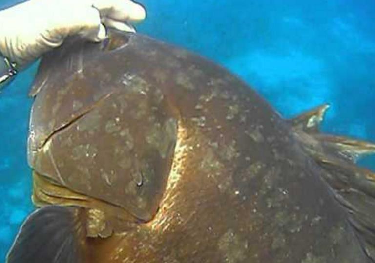Κρήτη: Με δόλωμα μια σουπιά έβγαλε αυτό το ψάρι – Το τσίμπημα στο αγκίστρι και οι εικόνες που ακολούθησαν – video