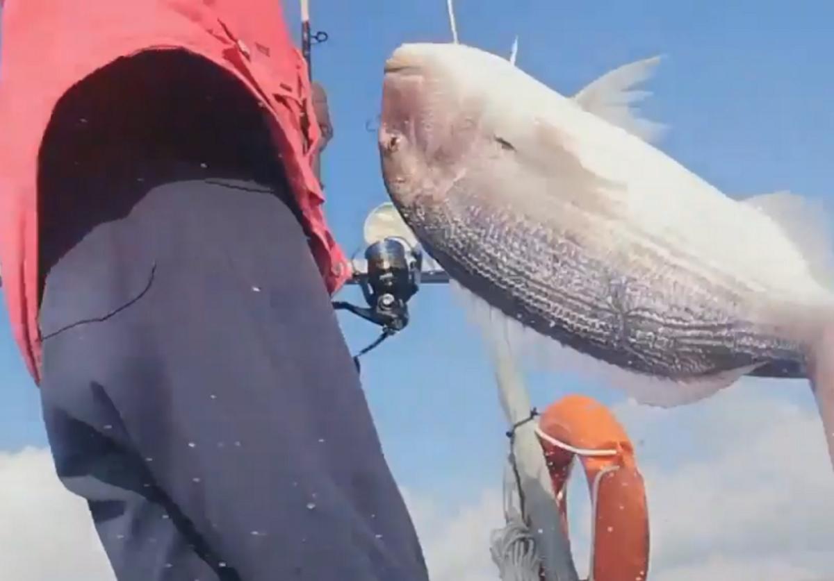 Λήμνος: Ο ψαράς σηκώνει το καλάμι και βλέπει αυτή τη συναγρίδα – Η ψαριά της ζωής του – video
