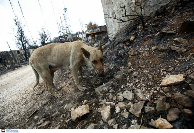 Βασανισμός, ακρωτηριασμός, κυνομαχίες! Στοιχεία σοκ για την κακοποίηση των ζώων στην Ελλάδα