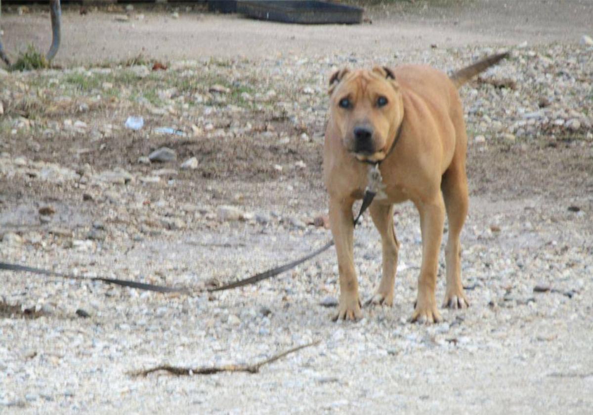 Κρήτη: Νέα κτηνωδία – Πυροβόλησαν σκύλο! Έχασε ήδη το ένα του πόδι