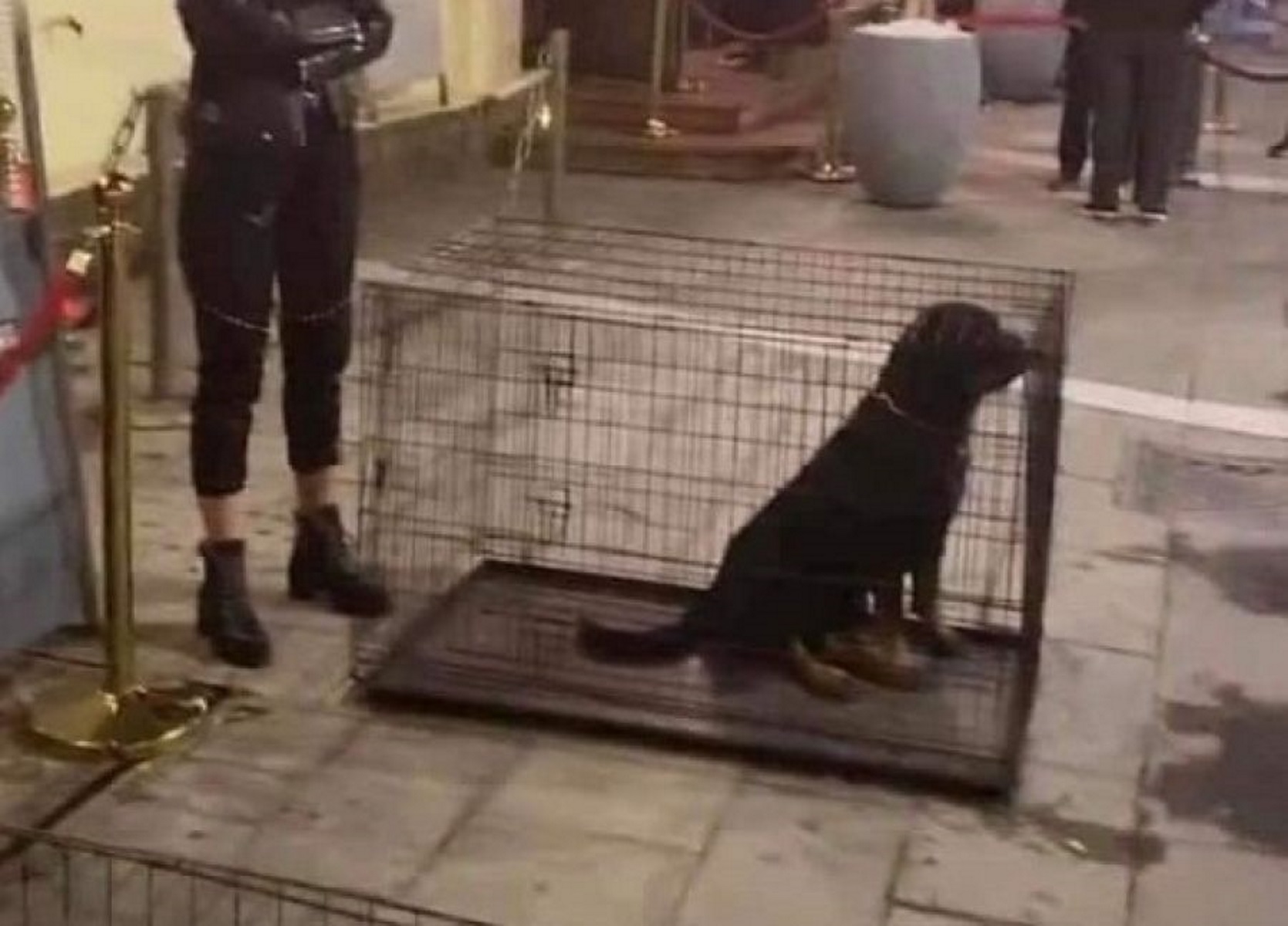 Σάλος στη Θεσσαλονίκη για ζωντανά σκυλιά που χρησιμοποιήθηκαν σαν… ντεκόρ!