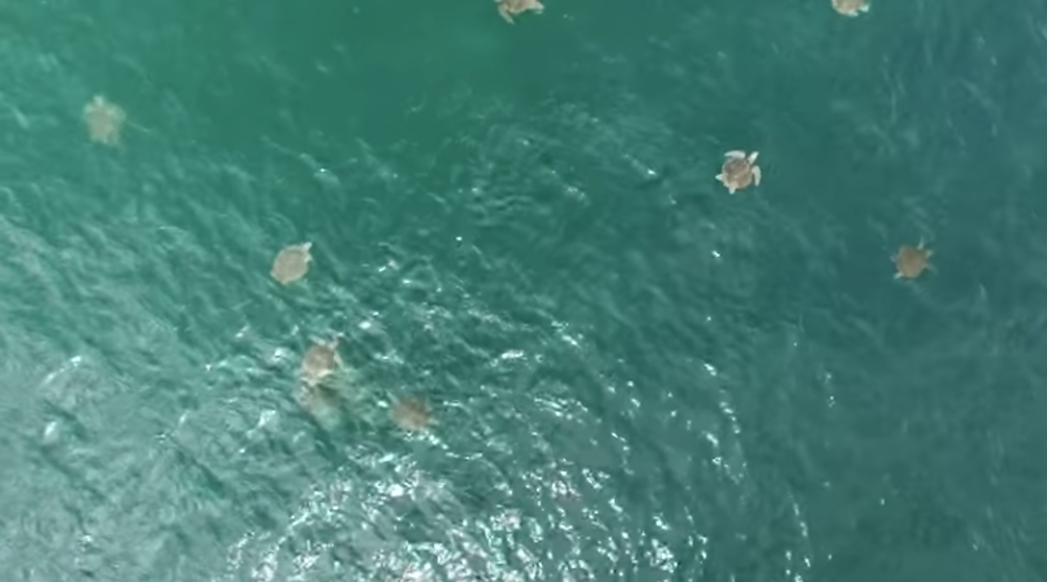 Πω πω χελώνες! Απίστευτο βίντεο από την Κόστα Ρίκα