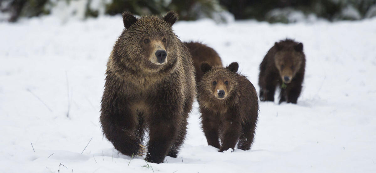 “Τις γιορτές κάνουμε σκι πάνω στις λίμνες, βλέπουμε πραγματικές αρκούδες, shopping therapy, κάνουμε ότι κάνει όλος ο κόσμος”