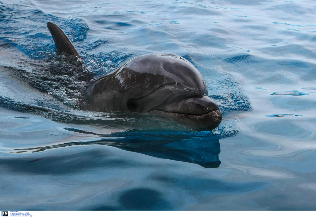Ηλεία: Η θάλασσα ξέβρασε δύο φορές το ίδιο νεκρό δελφίνι! Η αδιαφορία που συνεχίζεται…