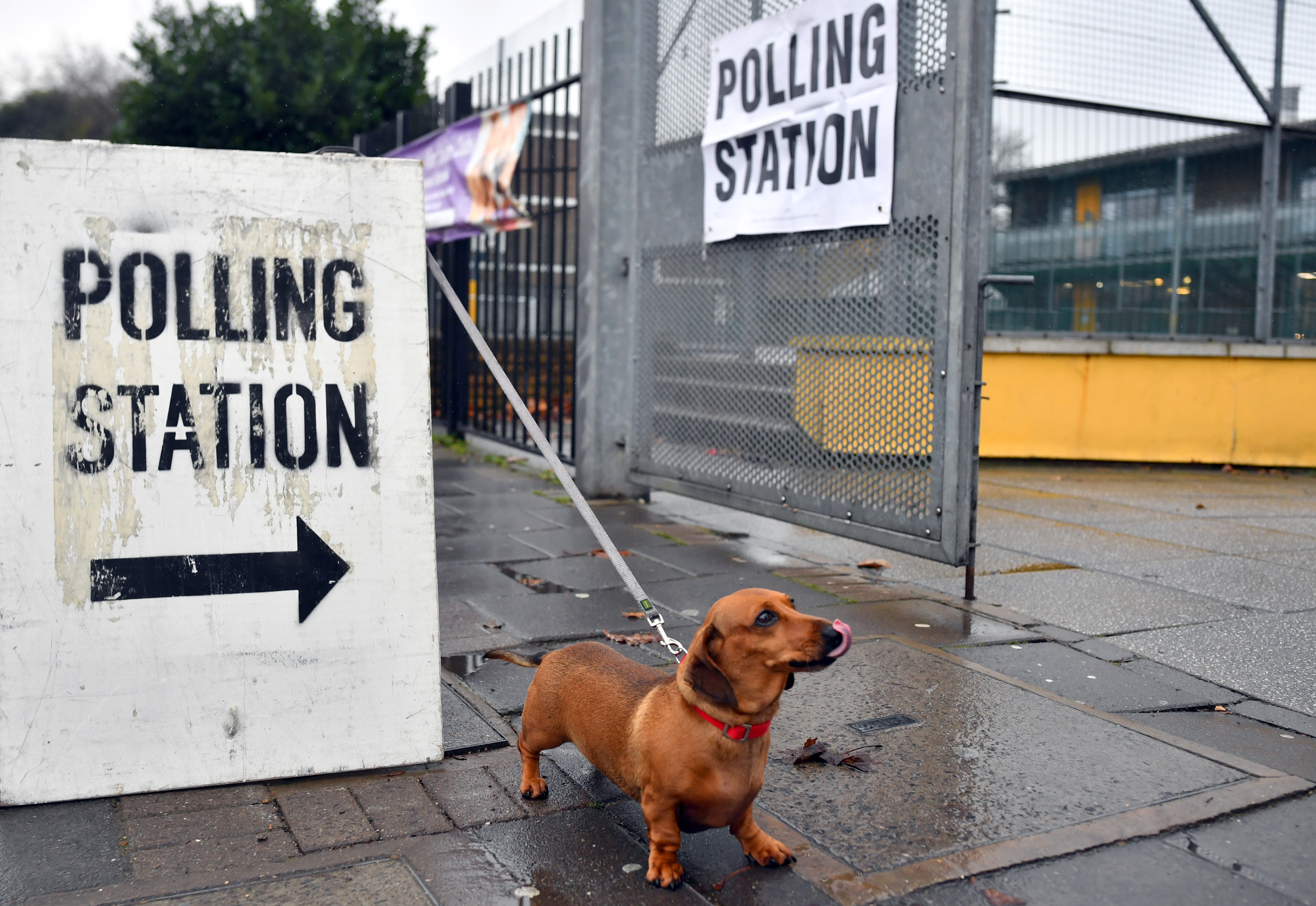 Εκλογές στη Βρετανία: Συνοδεία σκυλιών πήγαν στα εκλογικά κέντρα