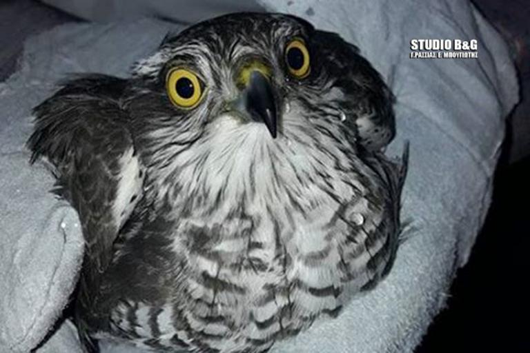 Γεράκι τραυματίστηκε από σκάγια κυνηγετικού όπλου - Πώς έζησε το άγριο πουλί [pics, video]