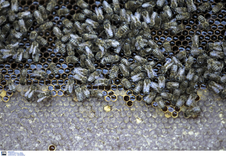 Χαλκιδική: Έκλεψαν κυψέλες μελισσών αξίας άνω των 1.000 ευρώ! Χειροπέδες στους δράστες