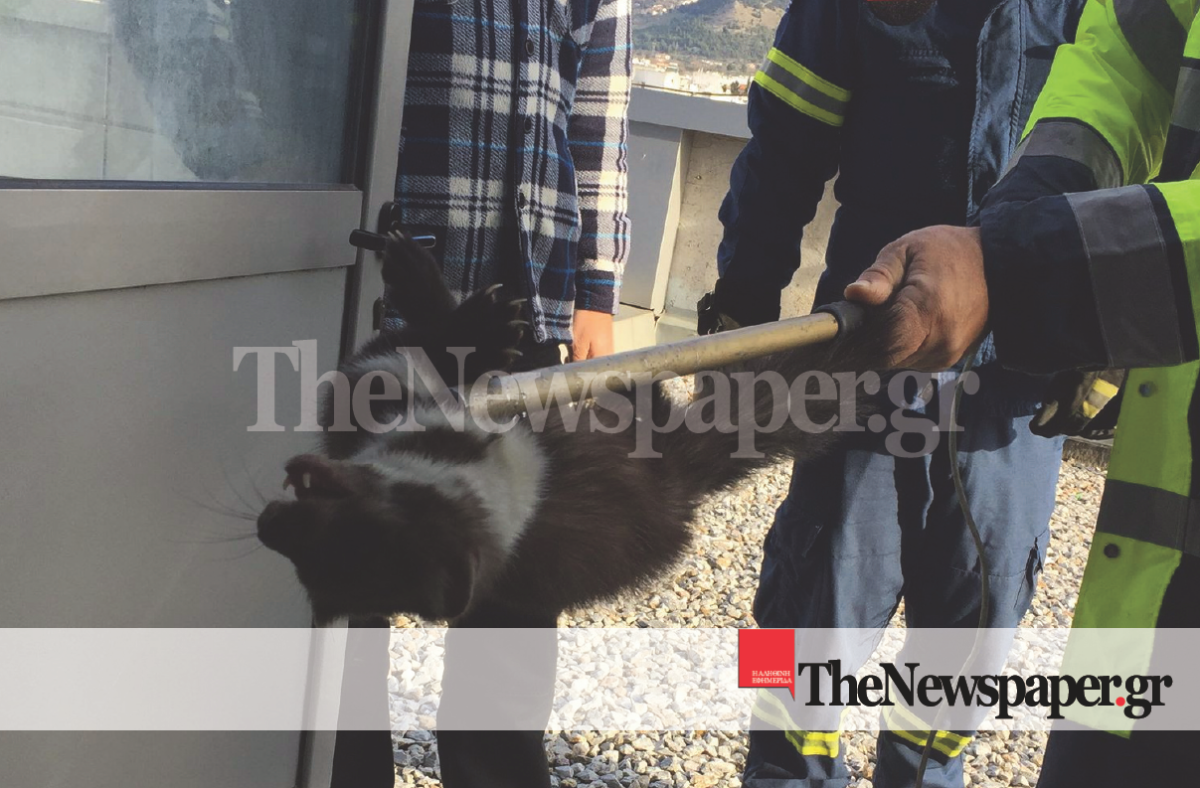 Βόλος: Το κουνάβι που αναστάτωσε το νοσοκομείο! Τα έχασαν γιατροί, νοσηλευτές και ασθενείς [pics]