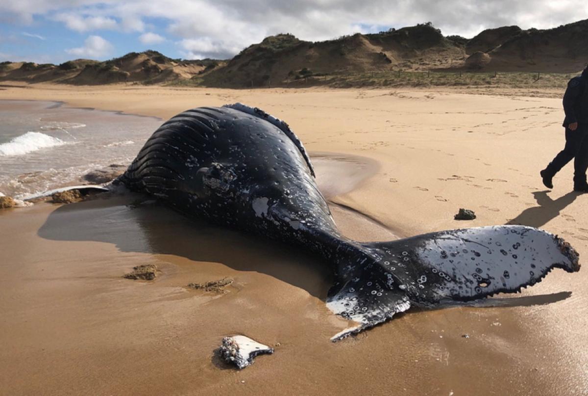 Τραγικό! Ξεβράστηκε μια φάλαινα νεκρή με 100 κιλά σκουπίδια στο στομάχι της