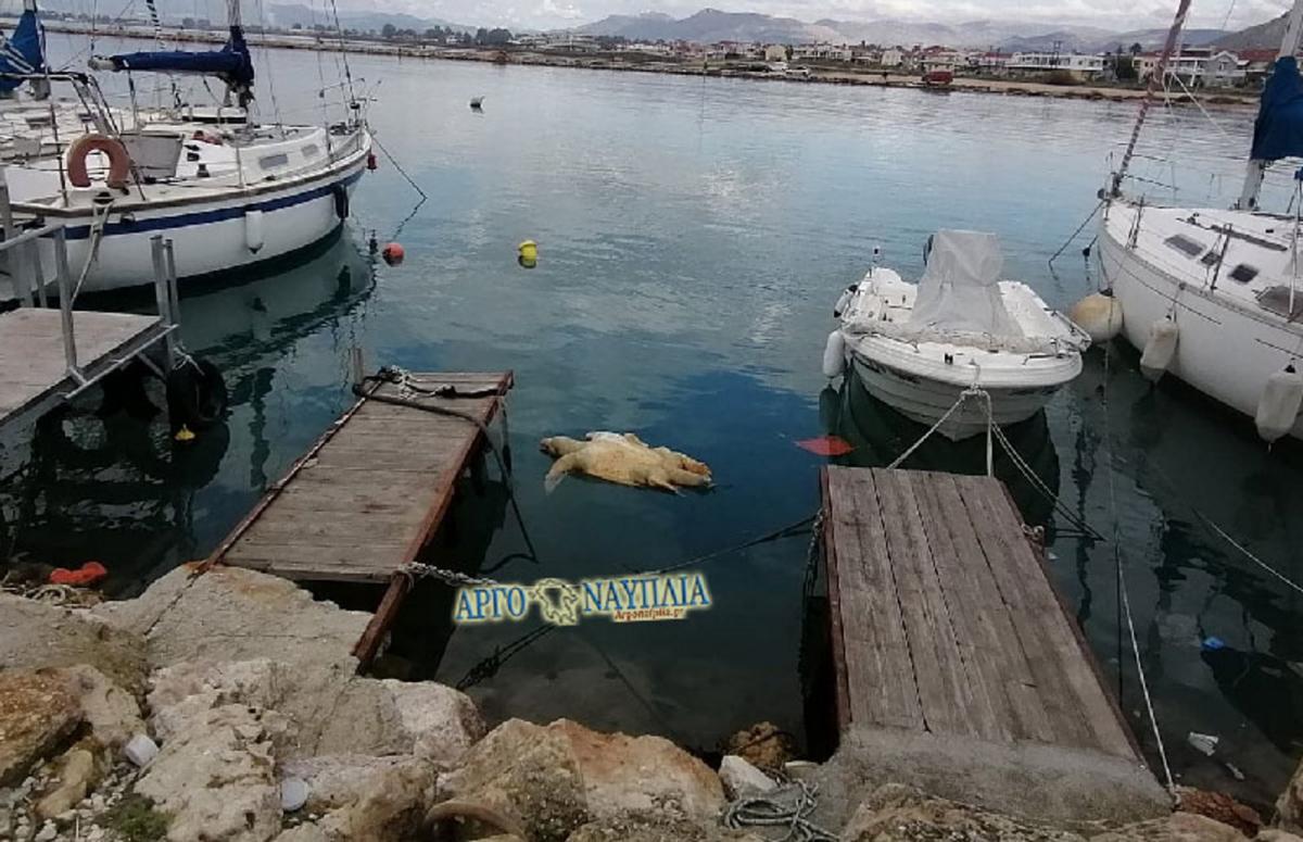 Ναύπλιο: Κοίταξαν στη θάλασσα του λιμανιού και είδαν μια νεκρή χελώνα ανάμεσα στις βάρκες