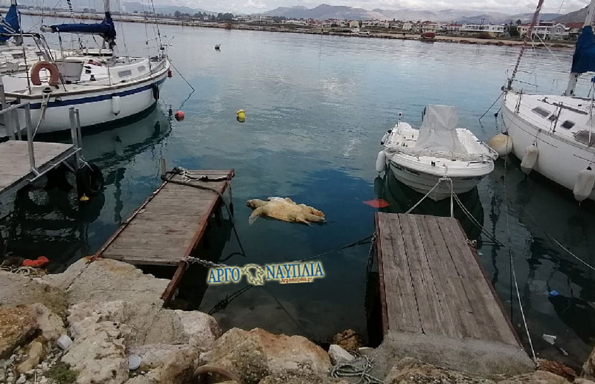 Ναύπλιο: Κοίταξαν στη θάλασσα του λιμανιού και είδαν μια νεκρή χελώνα ανάμεσα στις βάρκες