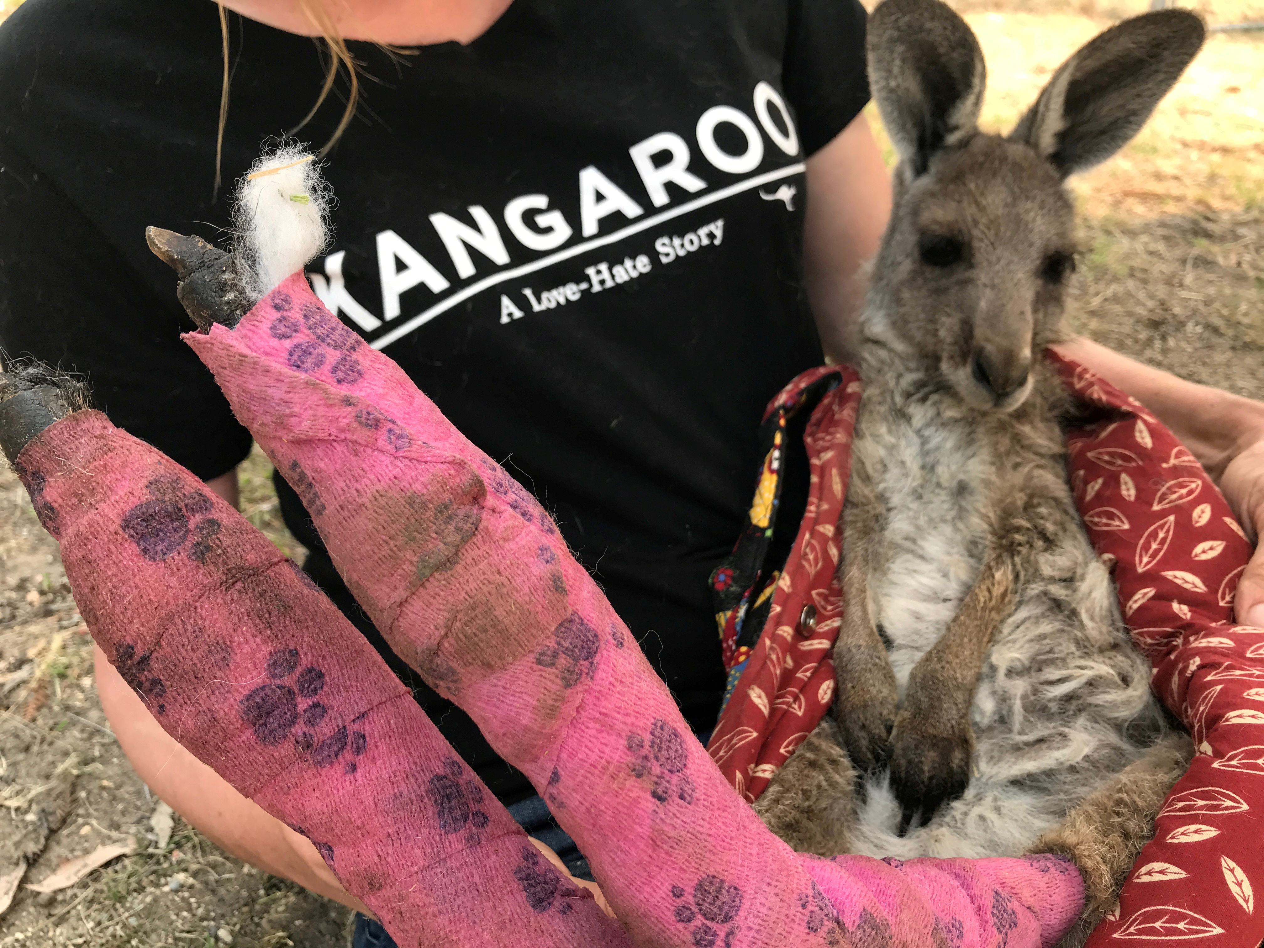 Αυστραλία: Μάχη με τον χρόνο για τη διάσωση των ζώων στο νησί Καγκουρό