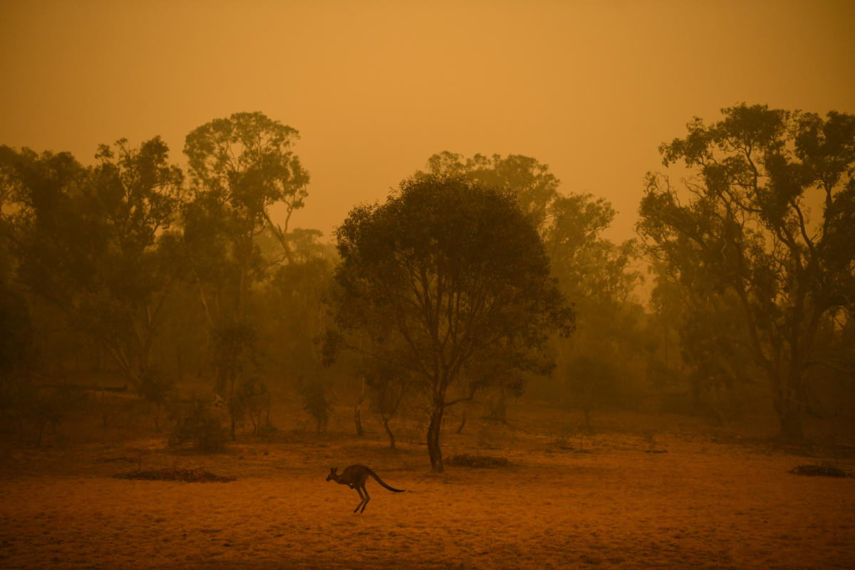 Κίνδυνος να γίνουν και φέτος κάρβουνο τα δάση στην Αυστραλία