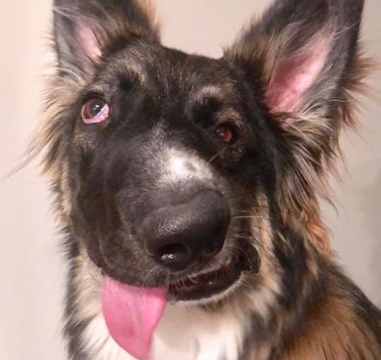 Τον παραμόρφωσε η μητέρα του όταν ήταν κουτάβι! Το σκυλί με το στραβό πρόσωπο, είναι γλύκα! [pics,vid]