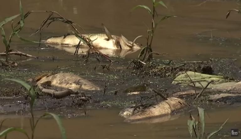 Χιλιάδες νεκρά ψάρια ξεβράστηκαν στις όχθες ποταμών - Τα αίτια αναζητούν ερευνητές