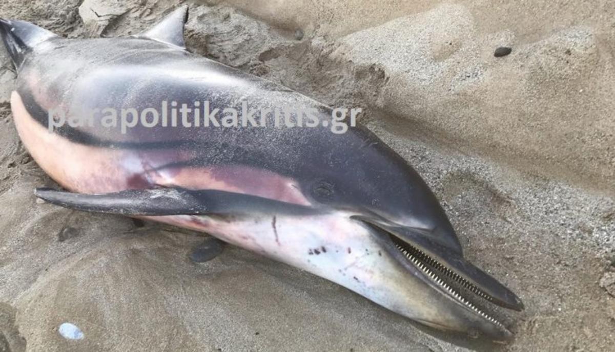 Ρέθυμνο: Νεκρό δελφίνι στην παραλία Μισίρια