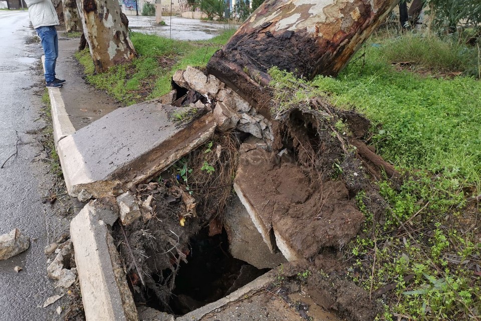 Χανιά: Ξεριζώθηκε δέντρο και διέλυσε πεζοδρόμιο στη λεωφόρο Σούδας! Αυτοψία στο σημείο [pics]