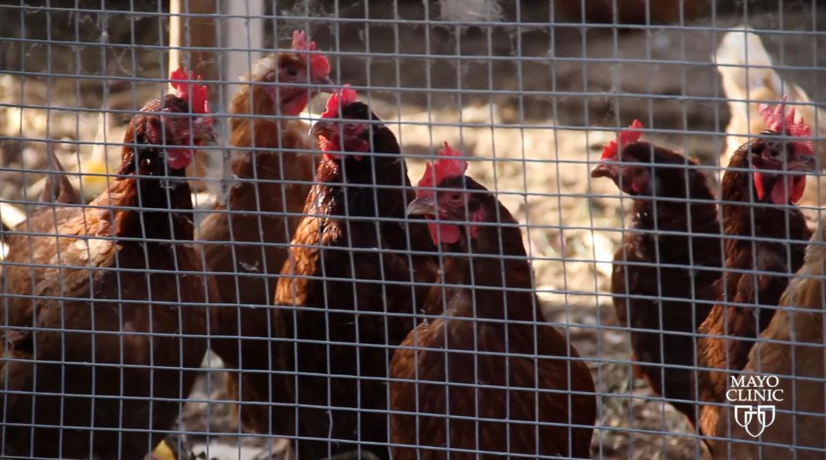 Ουγγαρία: Σφάζουν 101.000 κοτόπουλα μετά την εμφάνιση γρίπης των πτηνών