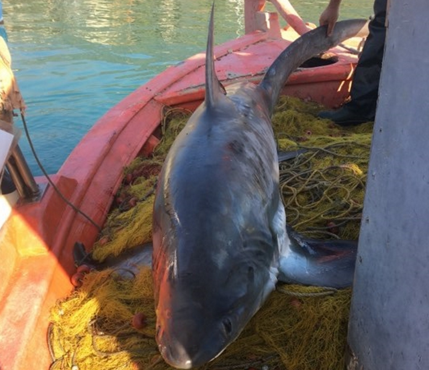 Χαμός στο Βόλο: Αυτός είναι ο καρχαρίας των 4 μέτρων και 100 κιλών που έκανε τα δίχτυα του ψαρά ασήκωτα [pics]