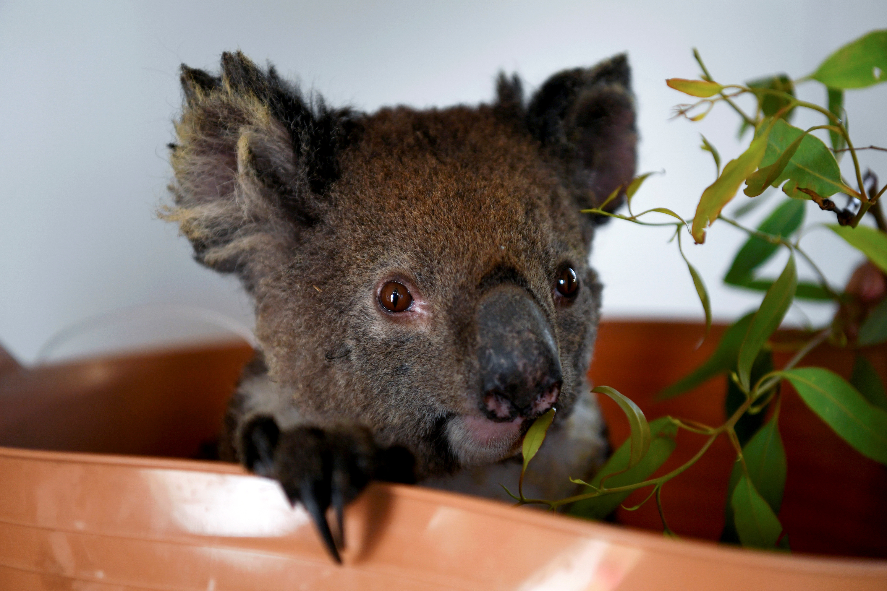 “SOS Koala”: Κινητοποίηση για τους πληγέντες στην Αυστραλία