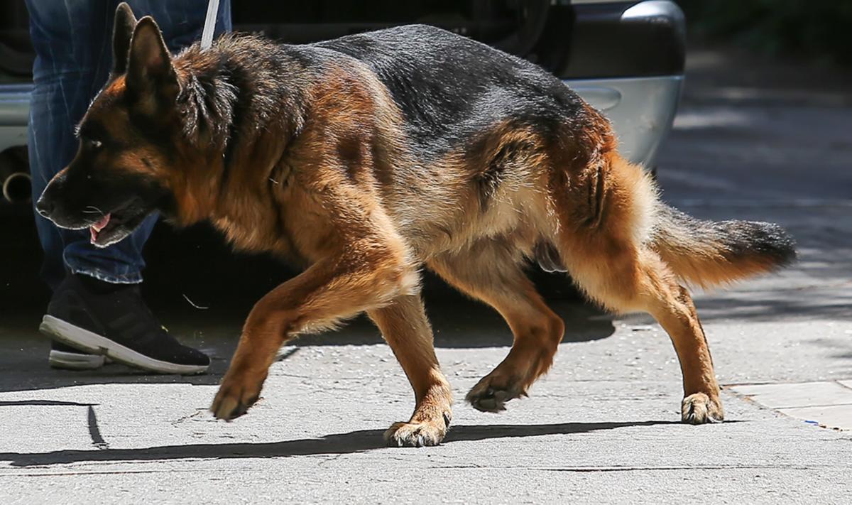 Λαμία: Λυκόσκυλο τον έστειλε στο νοσοκομείο – Άγρια επίθεση από τη μια στιγμή στην άλλη