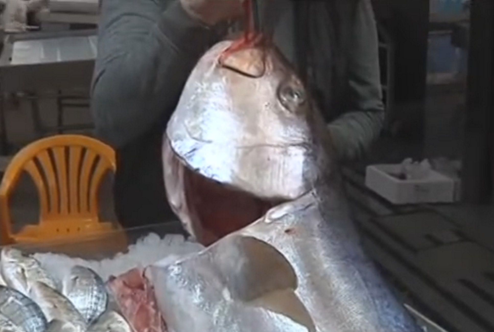 Καλαμάτα – Ανάρπαστος ο μεζές που πιάστηκε στα δίχτυα τους! “Αυτό το ψάρι ήταν η μαμά” [video]