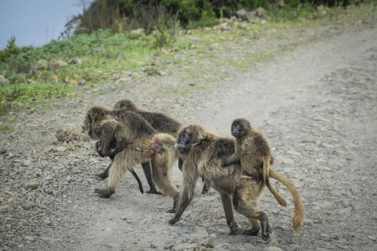 Μαϊμού στην Ινδία άρπαξε μωρό 4 μηνών από τα χέρια των γονιών του και το πέταξε από ταράτσα