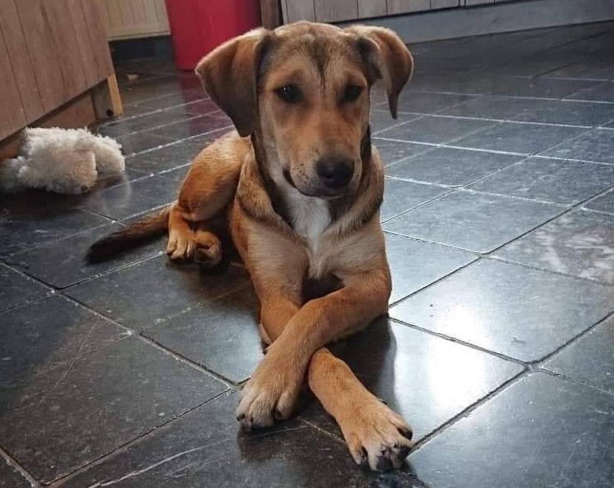 Βόλος: Οργή για τον βασανισμό σκύλου με σύρμα! Σκληρές εικόνες από ένα αρρωστημένο μυαλό