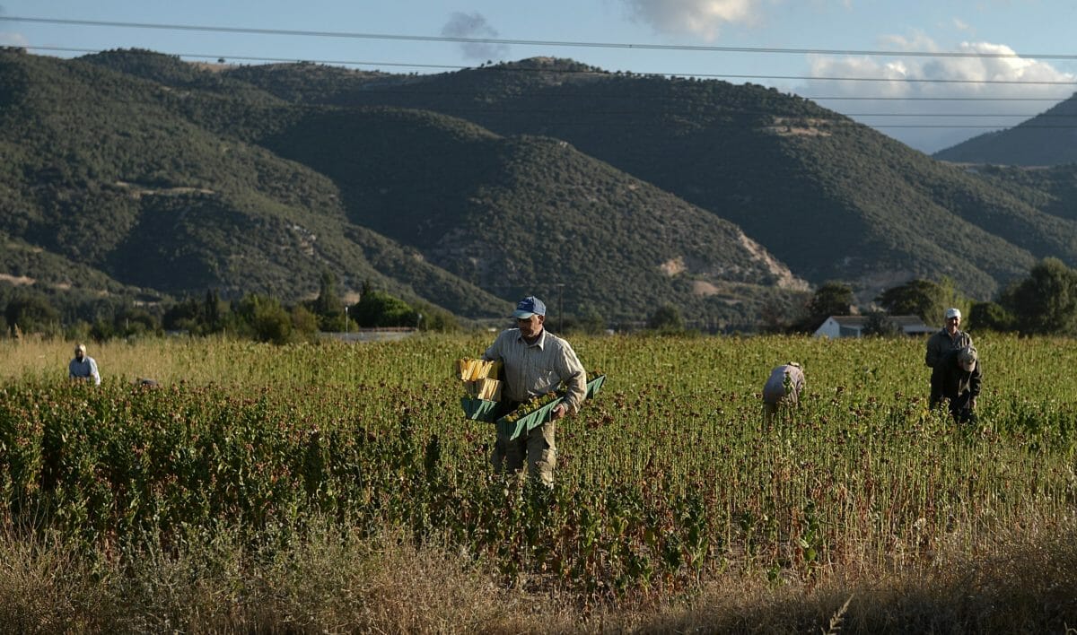 Αυτά είναι τα αποθέματα της Ελλάδας σε πρώτες ύλες και δημητριακά