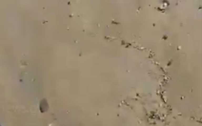 Κρήτη: Περπατούσαν στην αμμουδιά και ξαφνικά έπεσαν πάνω σε αυτές τις εικόνες που θα θυμούνται για καιρό (Βίντεο)