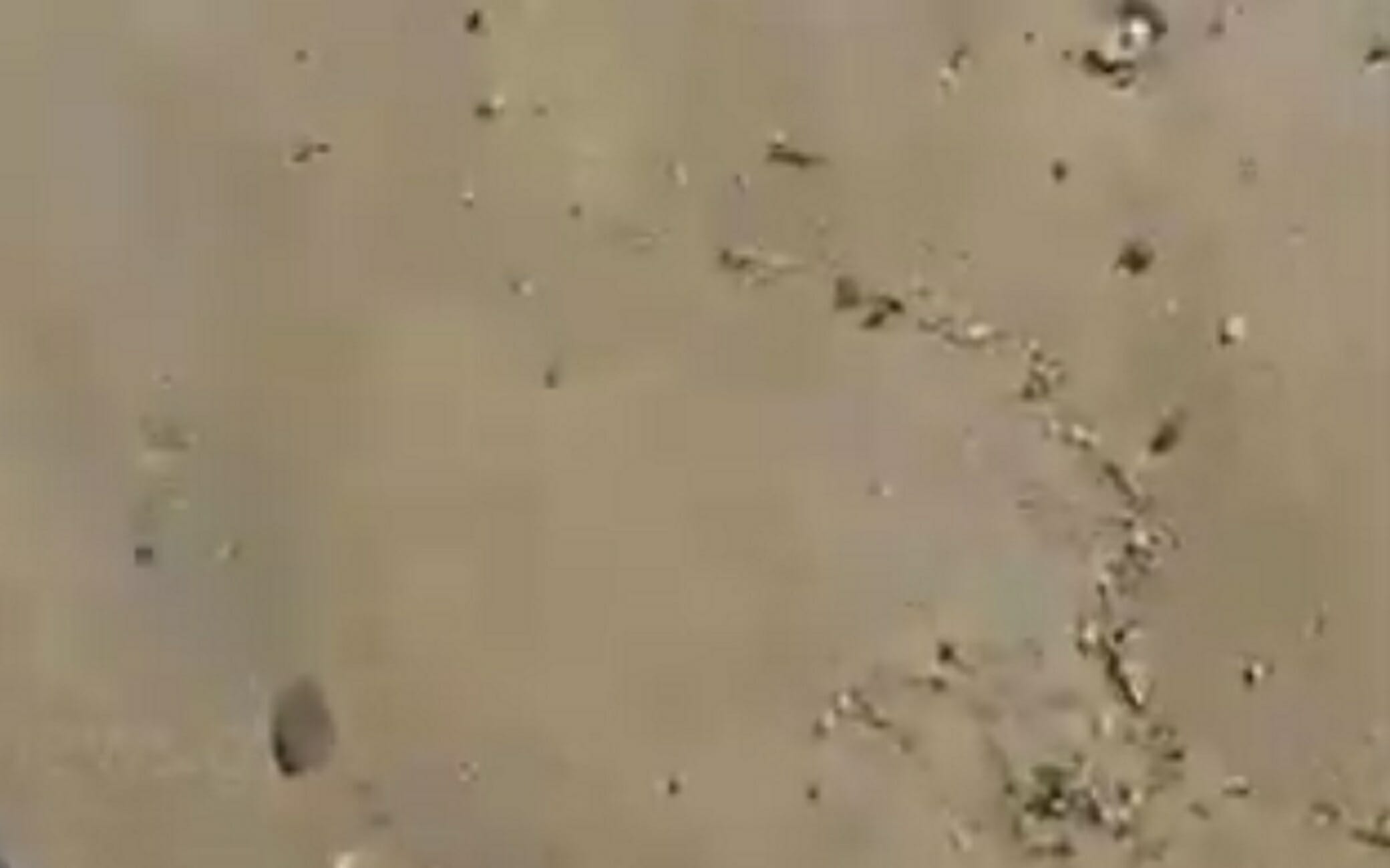 Κρήτη: Περπατούσαν στην αμμουδιά και ξαφνικά έπεσαν πάνω σε αυτές τις εικόνες που θα θυμούνται για καιρό (Βίντεο)