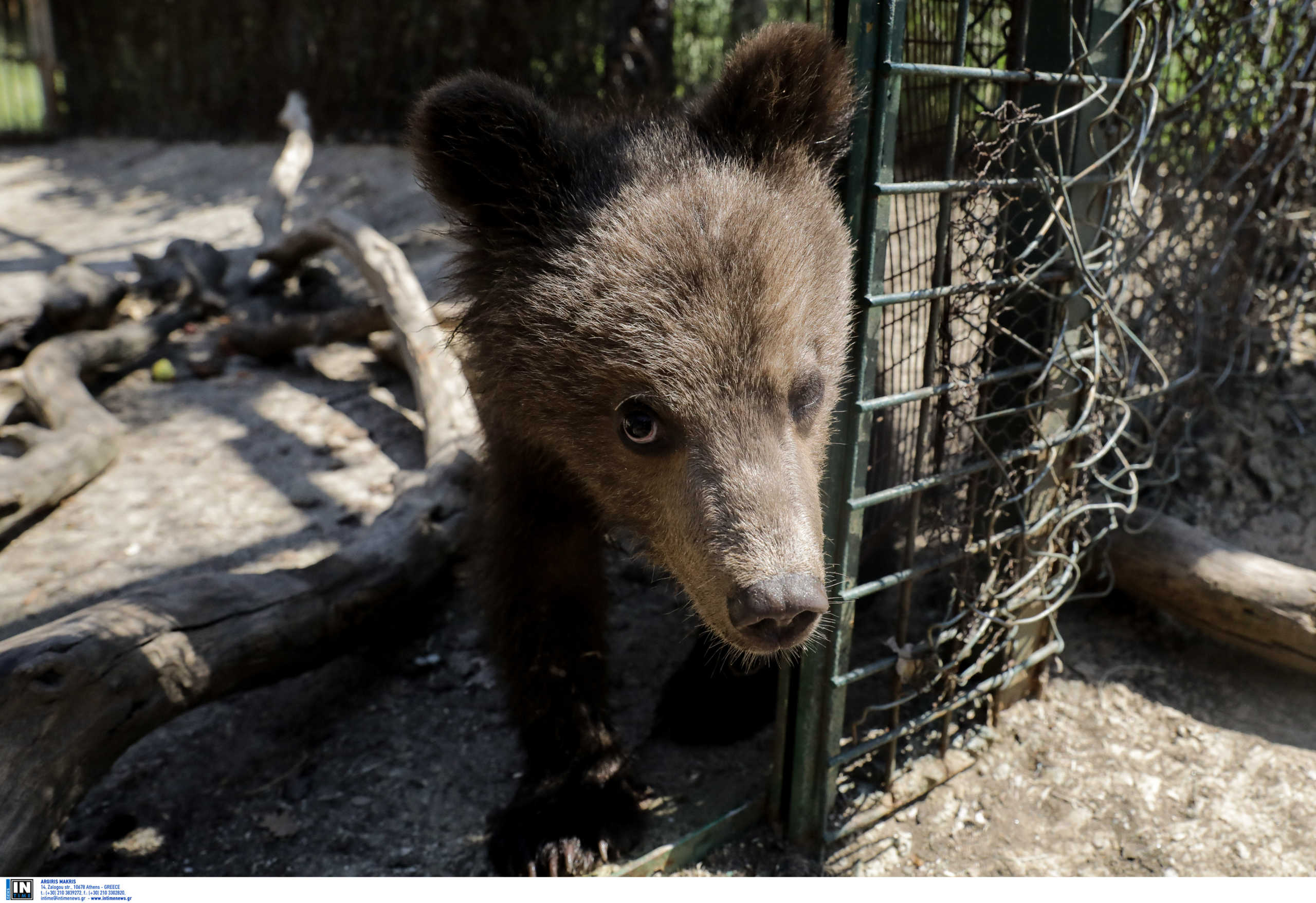 Φλώρινα: Ξύπνησαν οι αρκούδες και ανοίγει το Καταφύγιο του “Αρκτούρου”