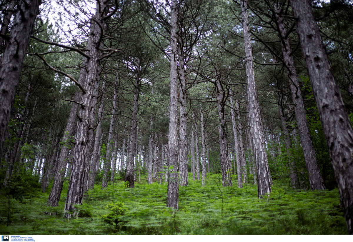Θεσσαλονίκη: Δεντροφύτευση από φοιτητές! Εκατοντάδες δέντρα σε δημόσια έκταση στο Τριάδι