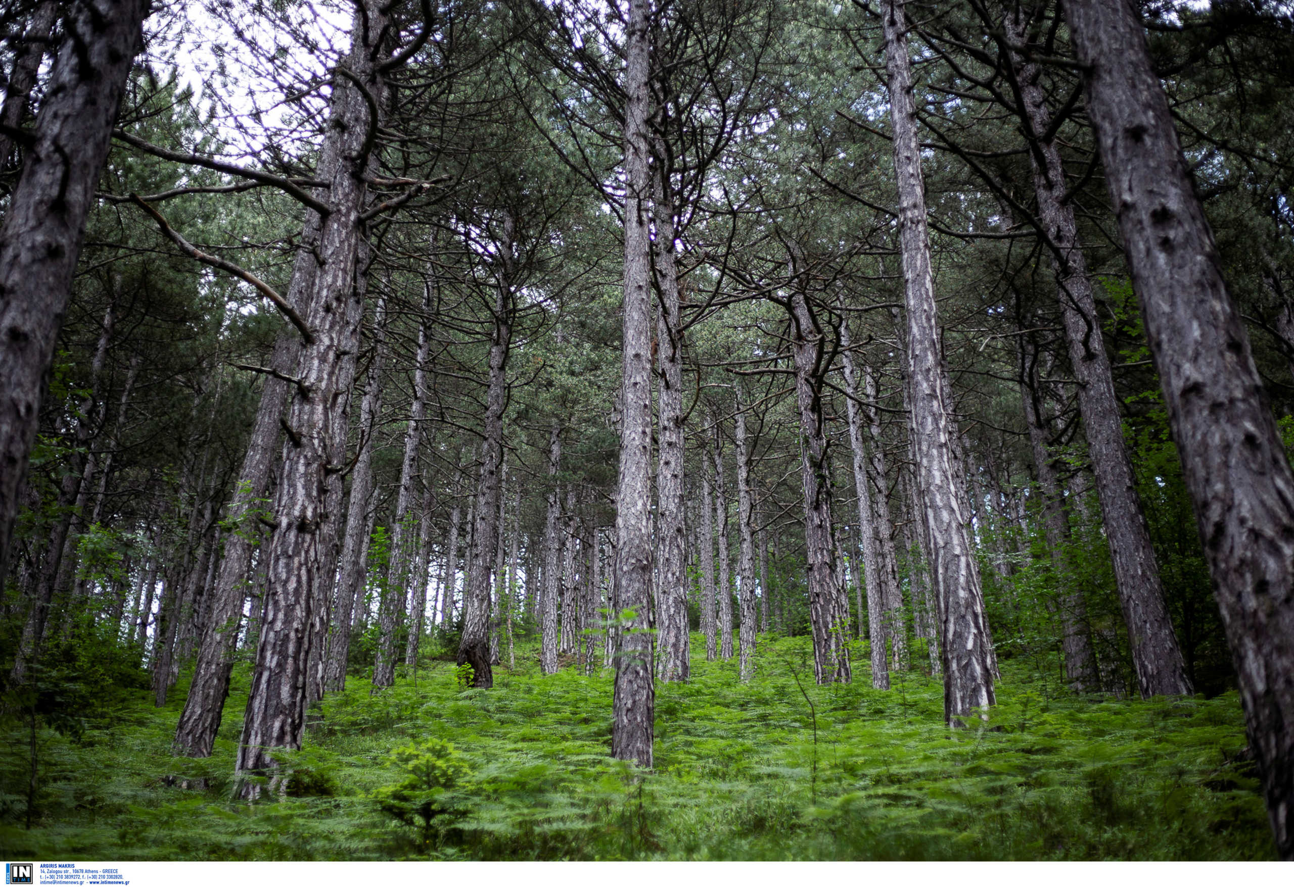 Θεσσαλονίκη: Δεντροφύτευση από φοιτητές! Εκατοντάδες δέντρα σε δημόσια έκταση στο Τριάδι