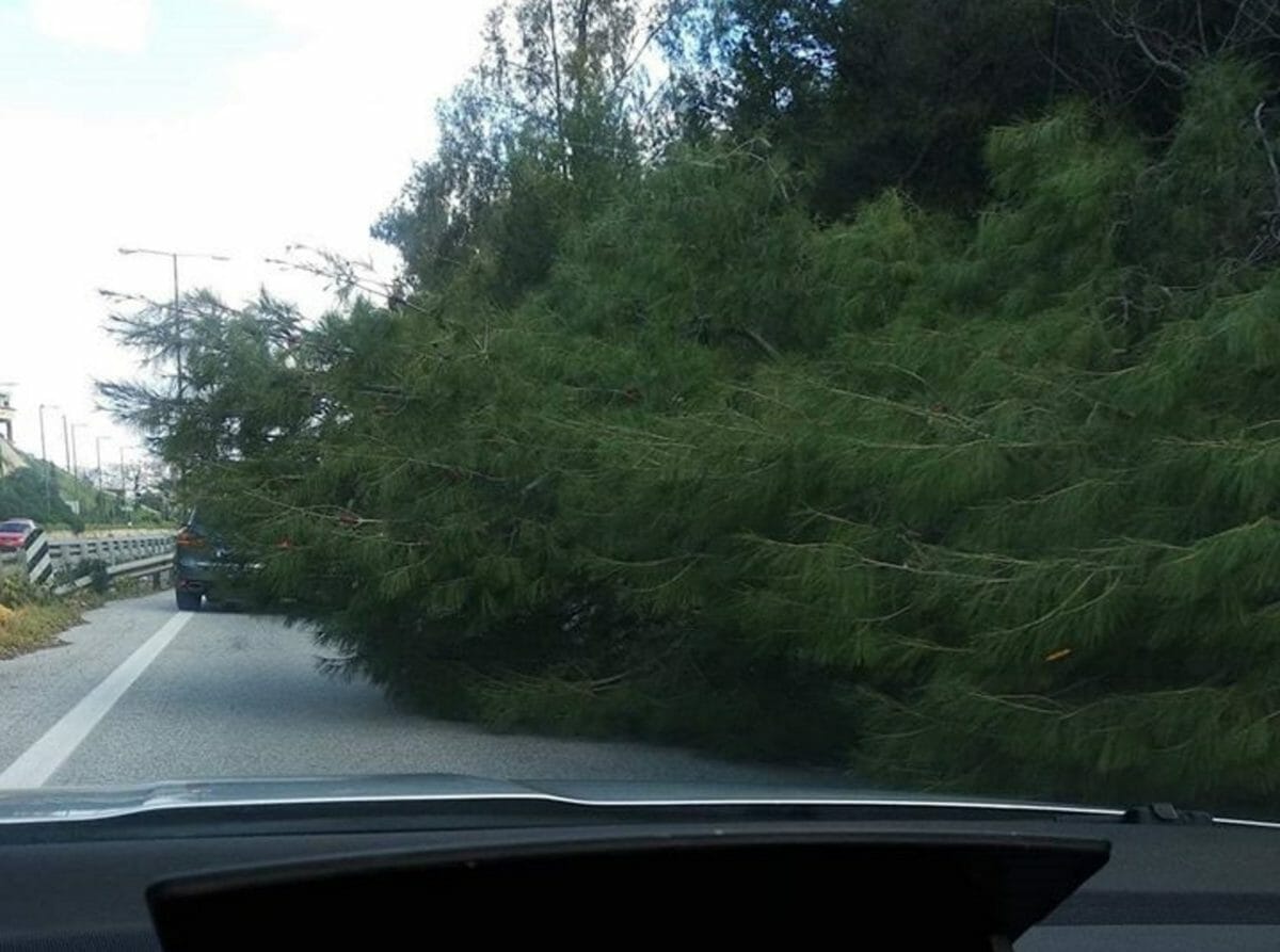Κρήτη: Η πτώση του δέντρου έκλεισε το ένα ρεύμα της εθνικής οδού! Τα έχασαν οι οδηγοί (Φωτό)