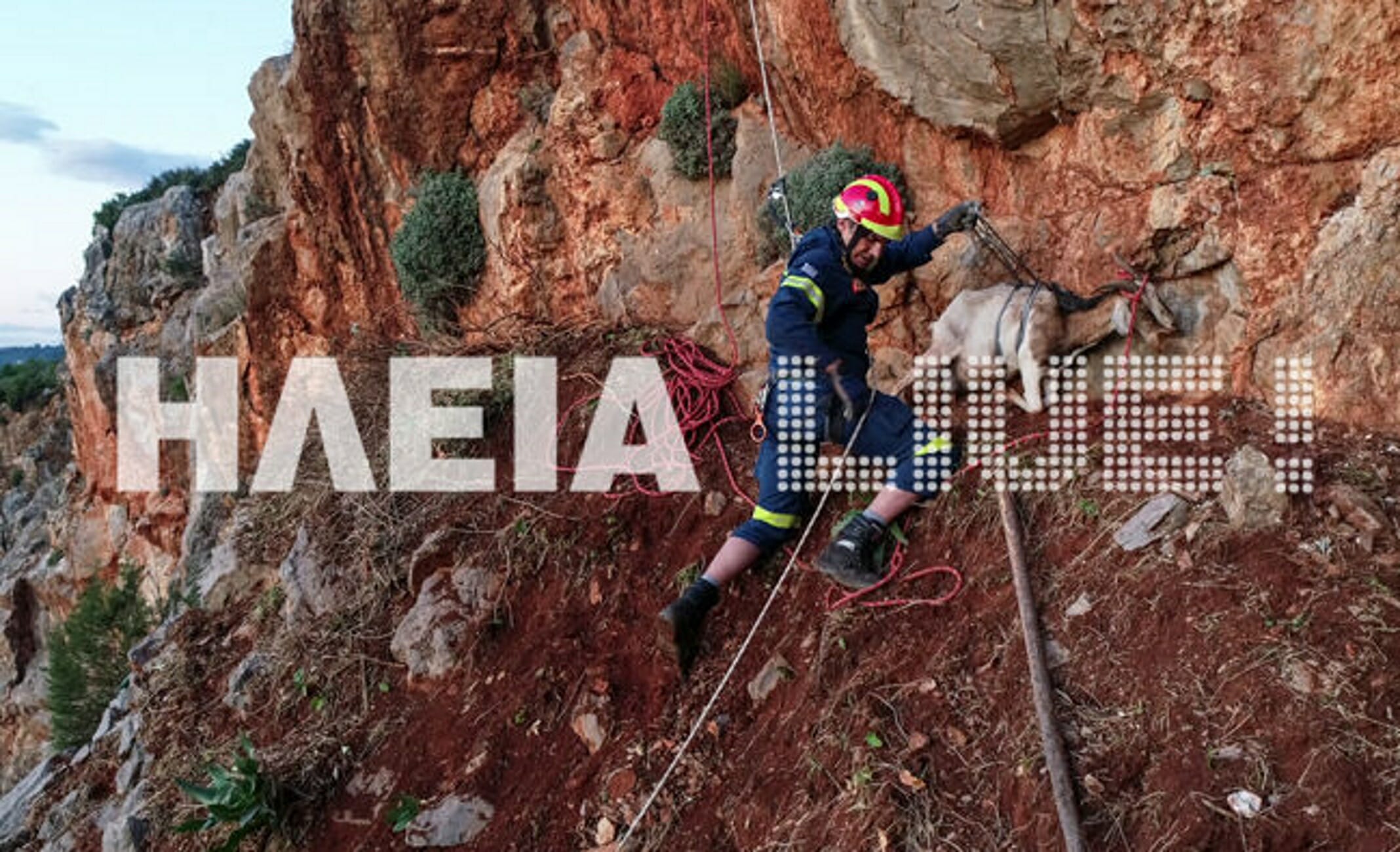 Ηλεία: Η κατσίκα γέννησε στο πιο απίθανο σημείο! Εντυπωσιακές εικόνες από drone  (Βίντεο)