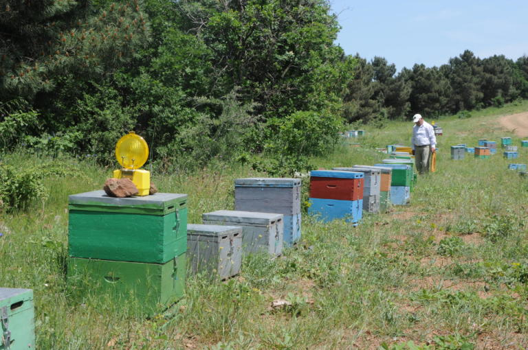 Η κλιματική αλλαγή ”χτύπησε” και την παραγωγικότητα των μελισσών