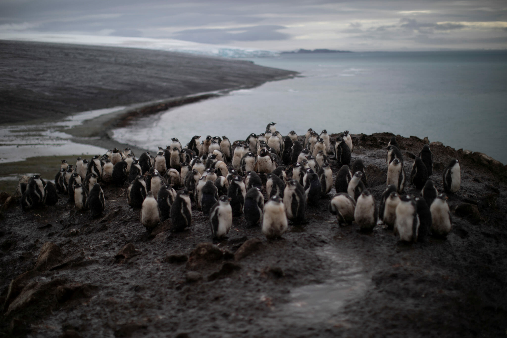 Почему медведи не охотятся на императорских пингвинов. Penguin Южные Шетландские острова. Остров Хасуэлл Антарктида. Пингвиний остров в Антарктиде. Глобальное потопле.