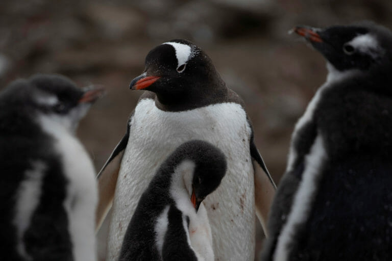 SOS από επιστήμονες! Δραματική η μείωση των πιγκουίνων της Ανταρκτικής