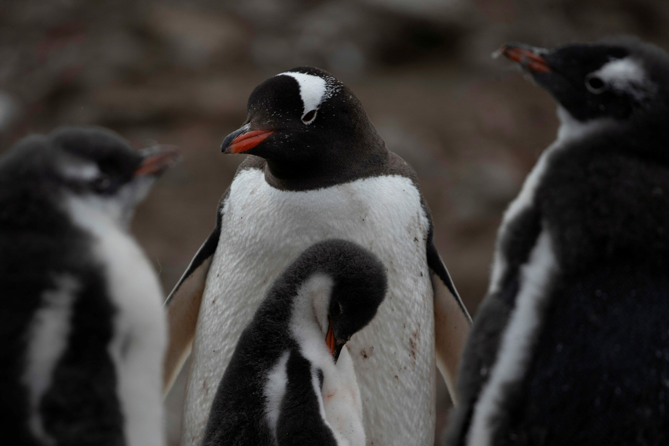 A colony of gentoo penguins stand on Snow Island, Antarctica, January 31, 2020. REUTERS